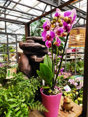 come si curano le orchidee la nostra guida pratica con consigli e segreti