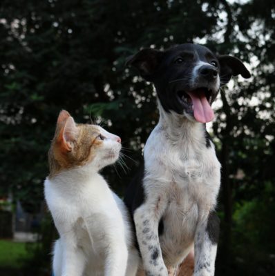 reparto zoo offerte per cani e gatti da fasoli piante shop online