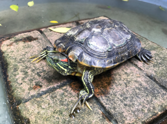 le tartarughe d'acqua dolce consigli per la cura domestica fasoli piante
