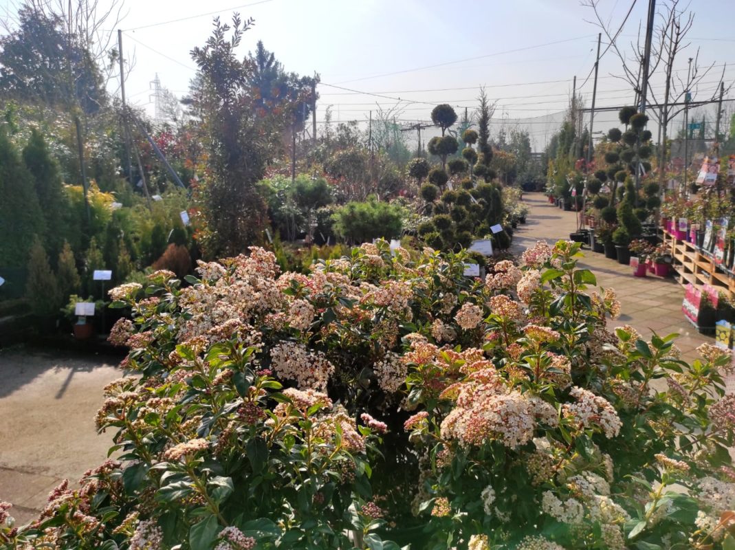 giardino terapeutico stare all'aperto curare le piante