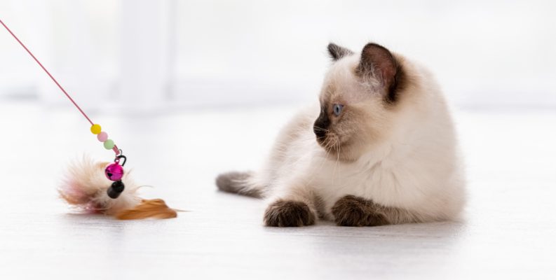 giochi da gatti cat specialist incontro e consigli