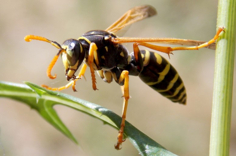 come riconoscere e allontanare le vespe d'estate