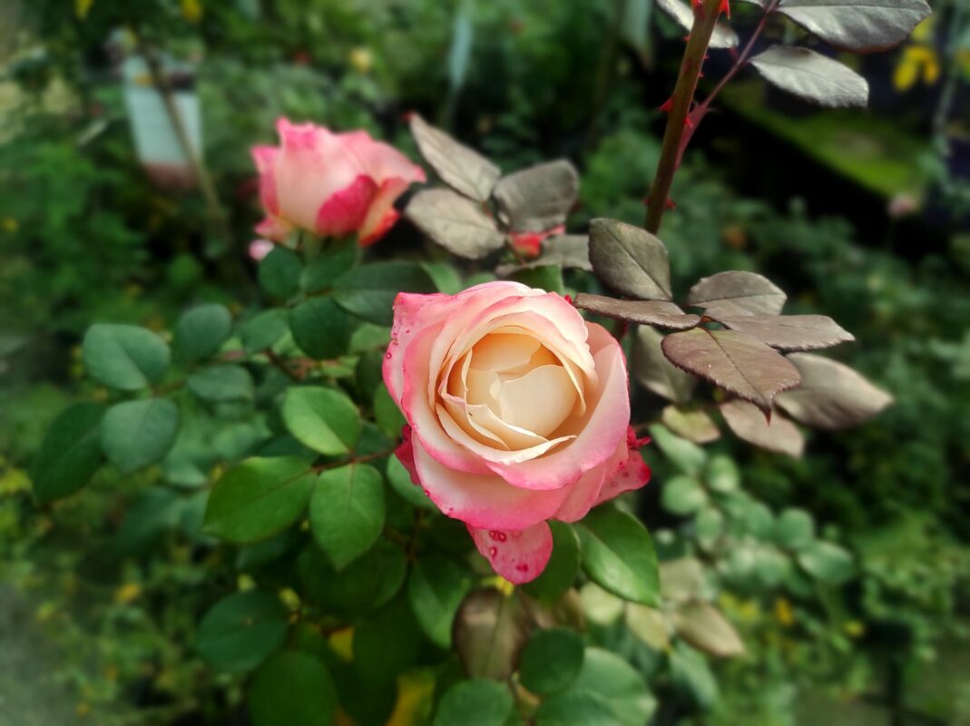 la rosa canina è una delle rose più semplici da coltivare e si può usare anche in cucina