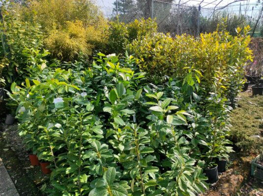 5 arbusti e siepi resistenti per il giardino