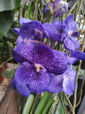 orchidee in tavola fasoli piante garden center