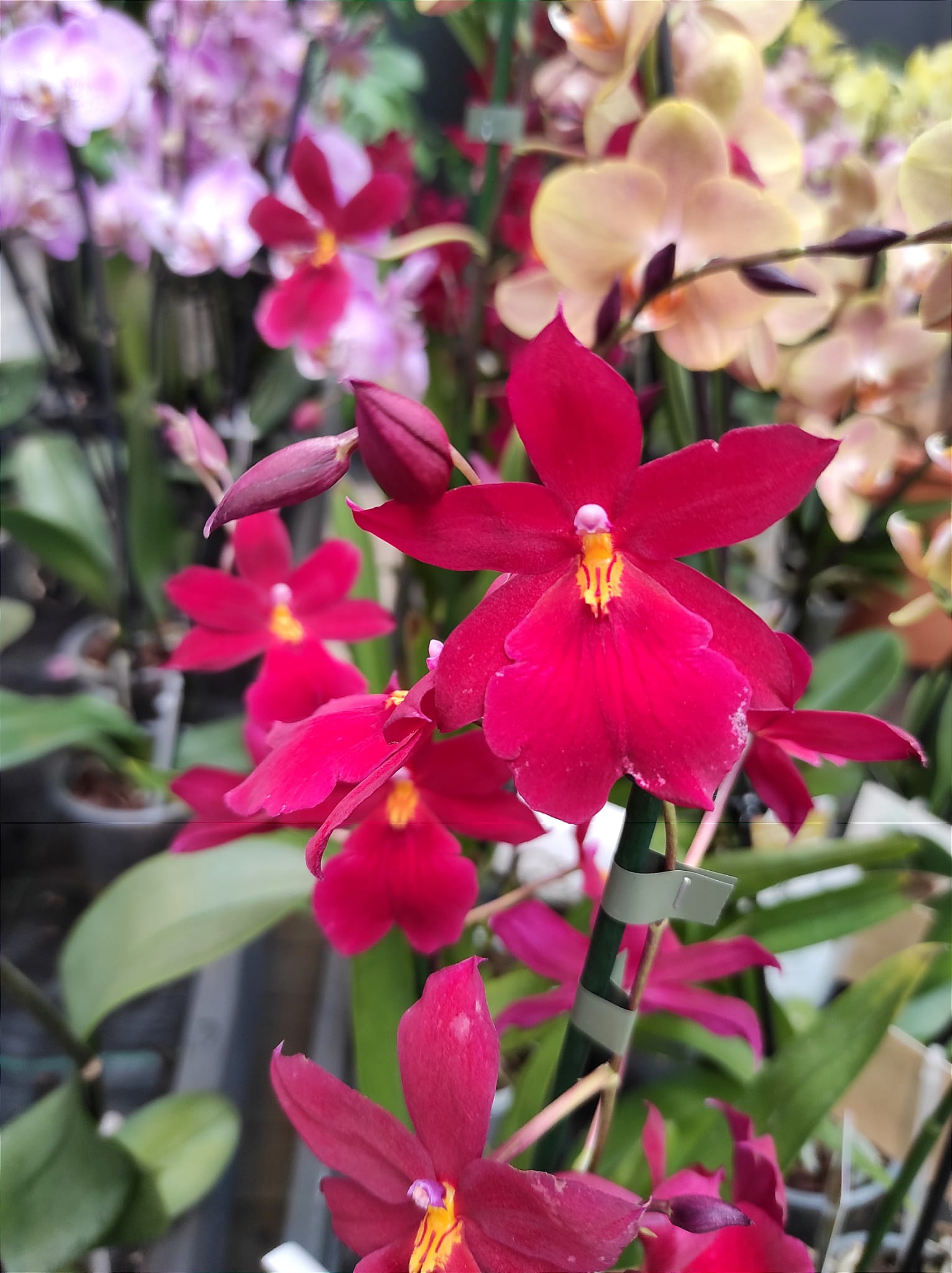 orchidee fasoli piante