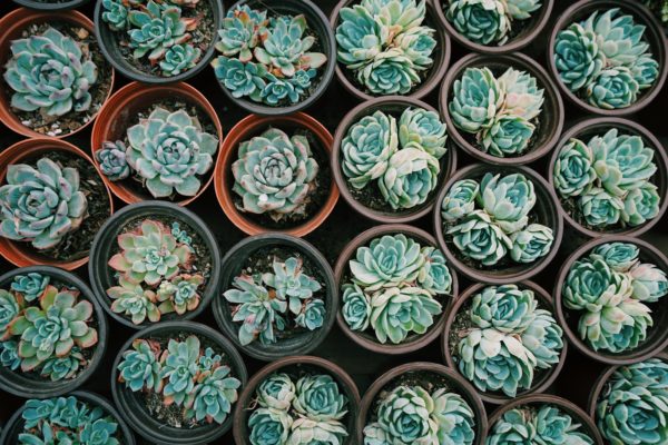 piante succulente o piante grasse da fasoli piante