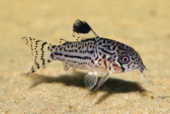 corydoras insieme al platy pesce acqua dolce