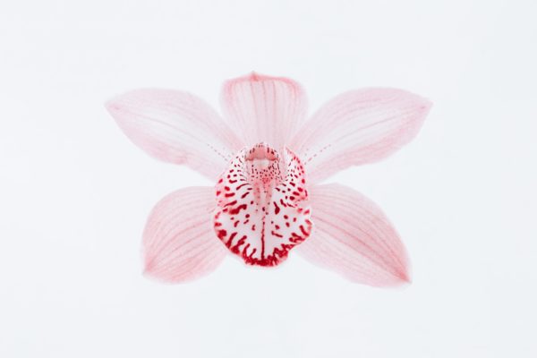 come curare il cymbidium fasoli piante