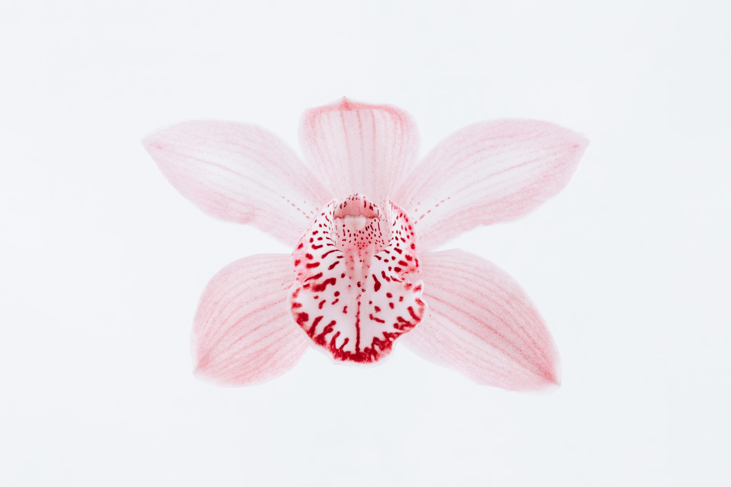 come curare il cymbidium fasoli piante