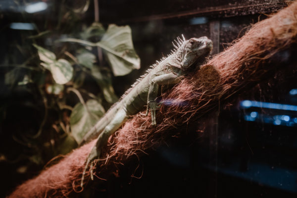 iguana domestica informazioni e consigli prima di prenderne una