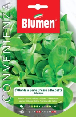 SEMENTI VALERIANA D'OLANDA O DOLCETTA