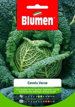 SEMENTI CAVOLO VERZA