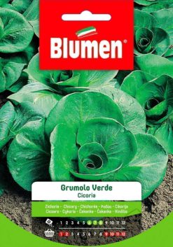 SEMENTI CICORIA GRUMOLO VERDE