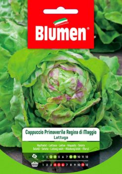 SEMENTI LATTUGA CAPPUCCIO PRIMAVERILE