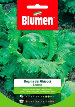 SEMENTI LATTUGA REGINA DEI GHIACCI