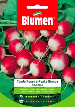 SEMENTI RAVANELLO TONDO ROSSO PUNTA BIANCA