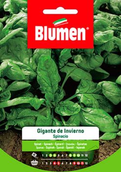 SEMENTI SPINACIO GIGANTE DE INVIERNO