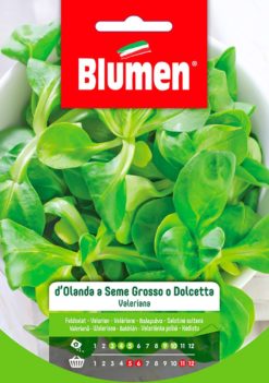 SEMENTI VALERIANA D'OLANDA O DOLCETTA