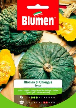 SEMENTI ZUCCA MARINA DI CHIOGGIA