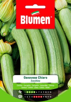 SEMENTI ZUCCHINO GENOVESE CHIARO