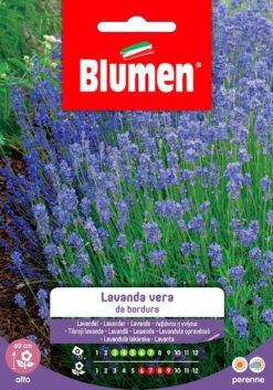 SEMENTI LAVANDA VERA DA BORDURA