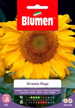 SEMENTI GIRASOLE MAYA