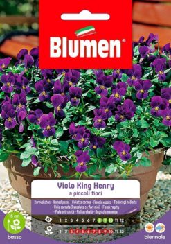 SEMENTI VIOLA KING HENRY A PICCOLI FIORI
