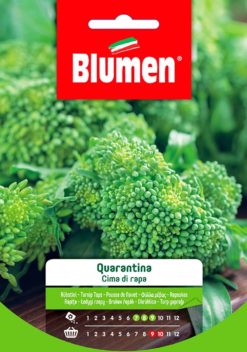 SEMENTI CIMA DI RAPA QUARANTINA