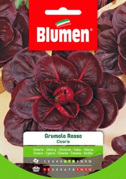 SEMENTI CICORIE GRUMOLO ROSSO
