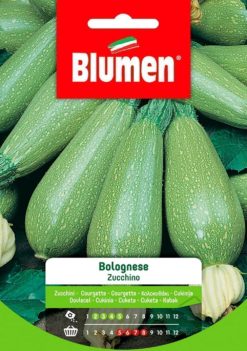SEMENTI ZUCCHINO BOLOGNESE