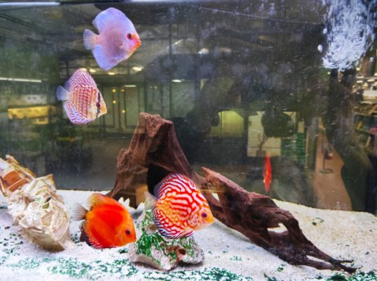 acquario per pesci d'acqua dolce a casa tua come crearlo
