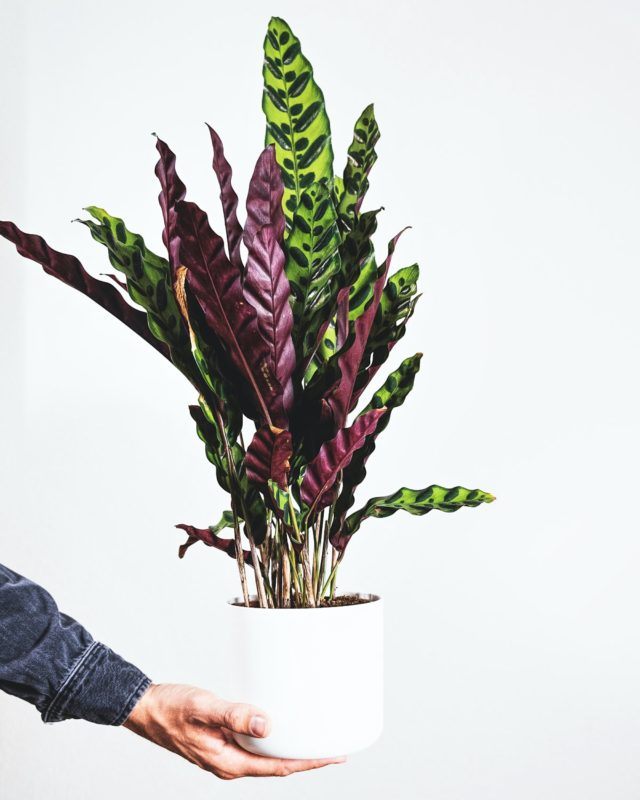 La pianta Maranta: consigli per la cura - Fasolipiante Shop