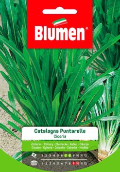 SEMENTI CICORIA CATALOGNA PUNTARELLE
