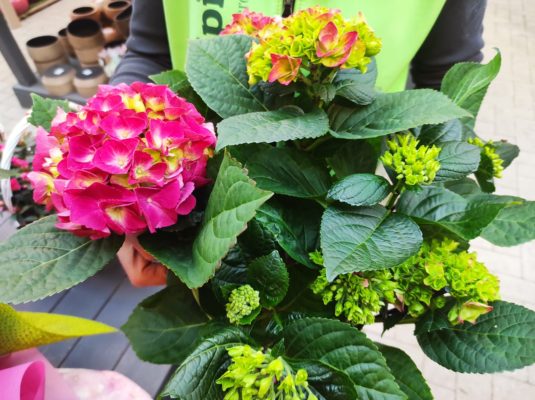 guida facile per coltivare le ortensie