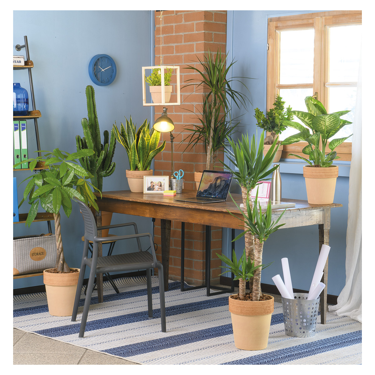 piante smartworking