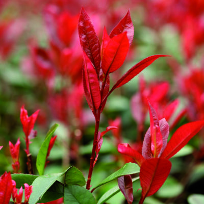come coltivare la photinia consigli di fasoli piante