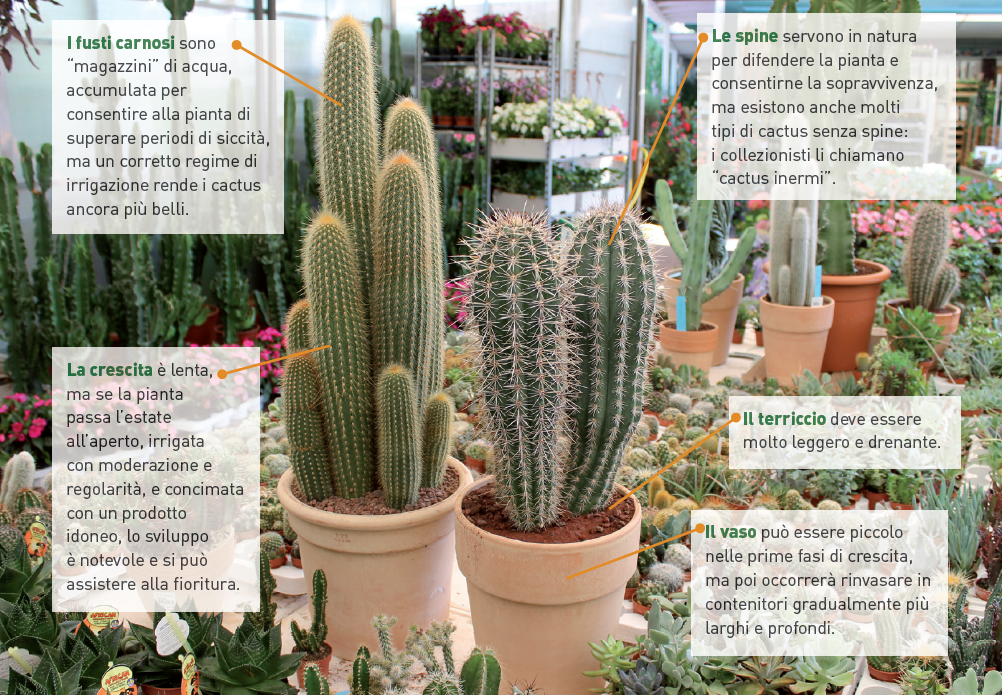 Cactus: la guida definitiva - Fasolipiante Shop