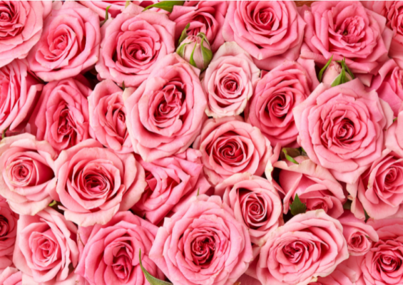 come-coltivare-rose-fasoli-piante