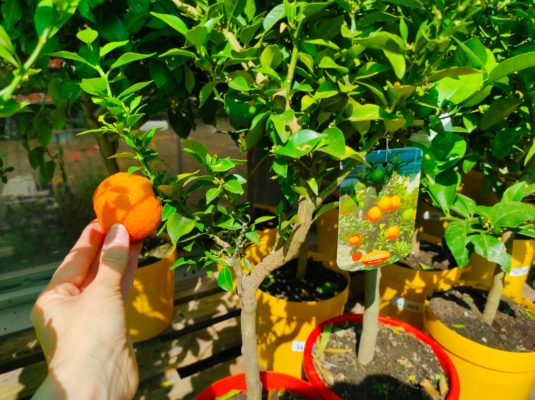 malattie frutteto prevenire