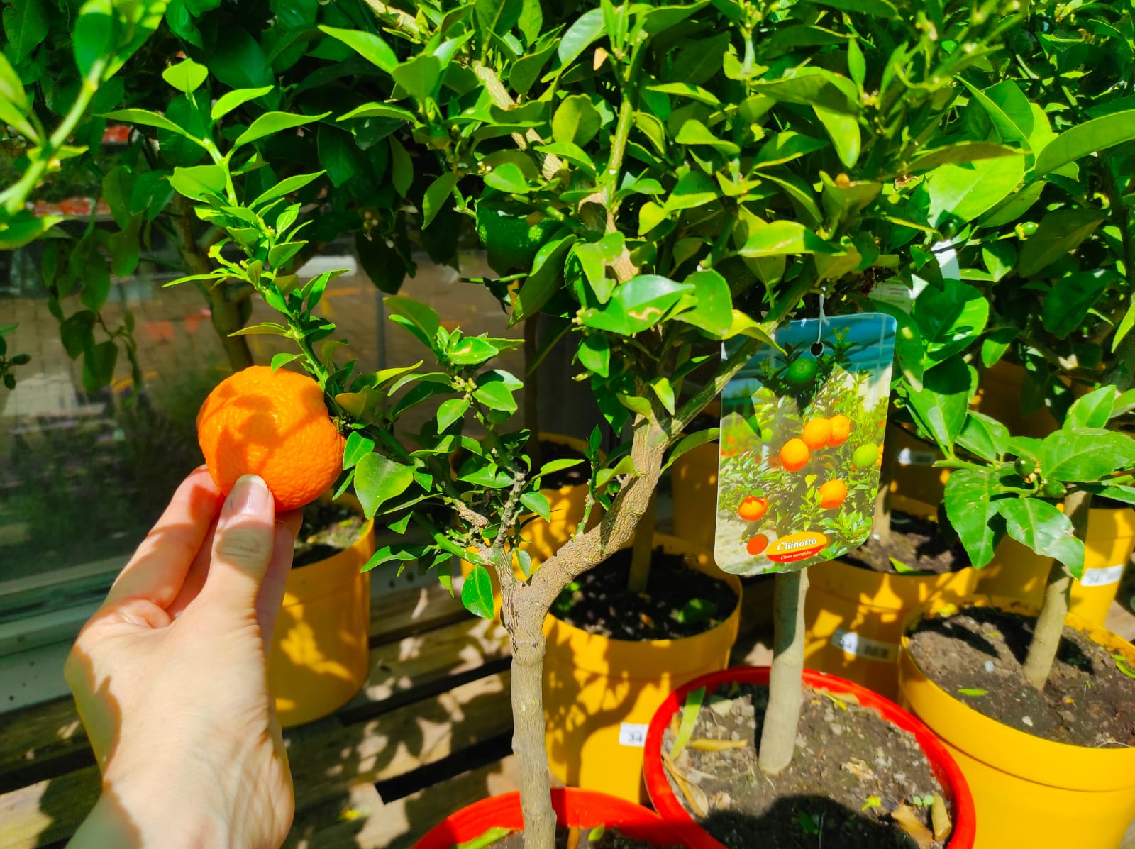 malattie frutteto prevenire