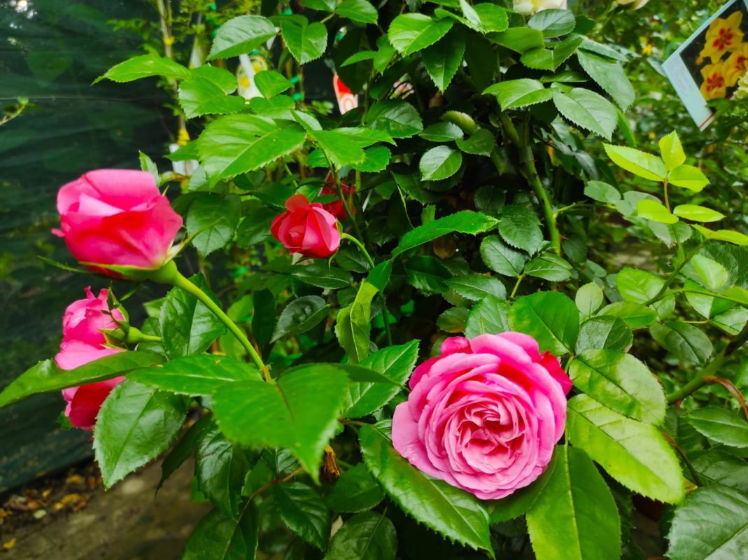 potare le rose d'estate consigli fasoli piante