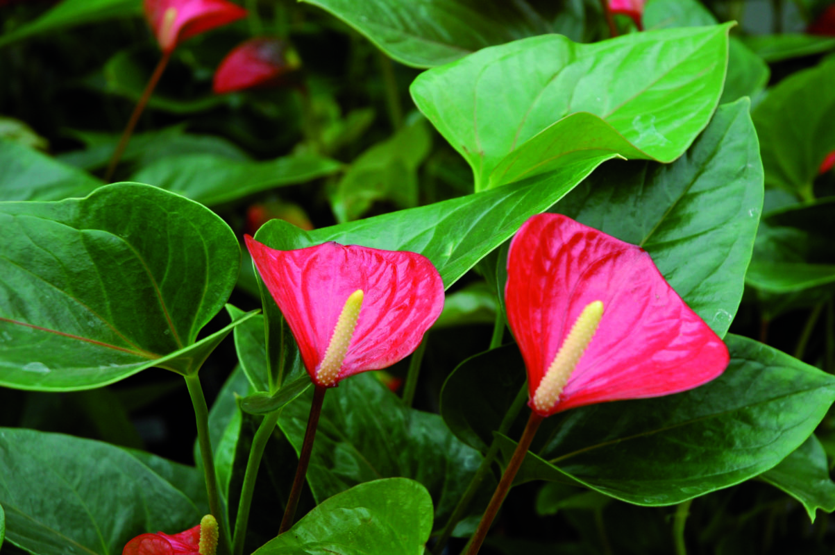 anthurium clarinervium kaufen Anthurium clarinervium main image 1