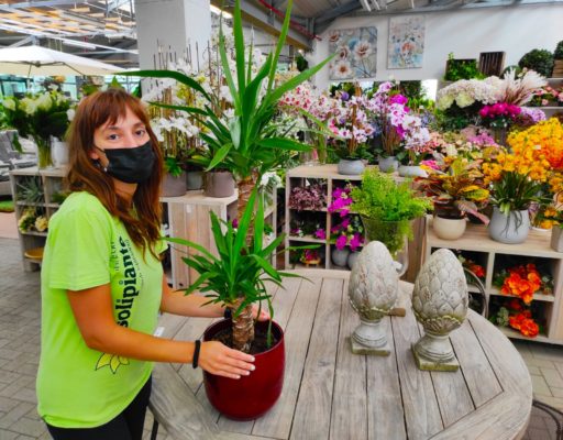 la pianta della yucca consigli e guida fasoli piante