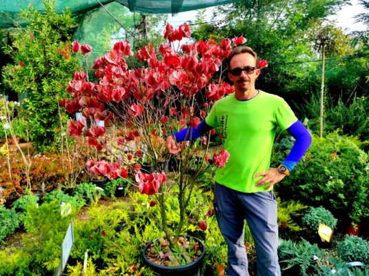 fogliame d'autunno le piante più belle per il vostro giardino fasoli piante