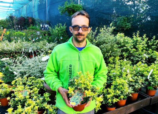 pianta rustica o semirustica resiste alle basse temperature