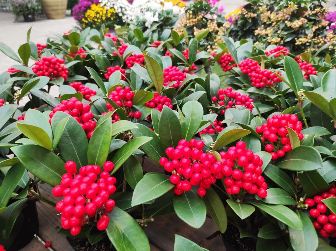 skimmia pianta con bacche da coltivare in terrazzo