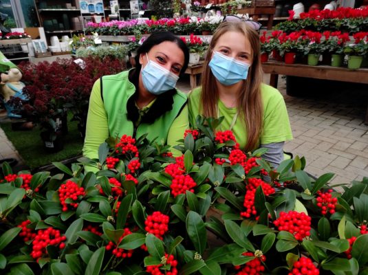 come coltivare la skimmia consigli verdi fasoli piante