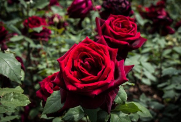 potare le rose i consigli di fasoli piante
