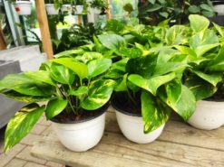 POTHOS SCINDAPSUS CIOTOLA V. 17